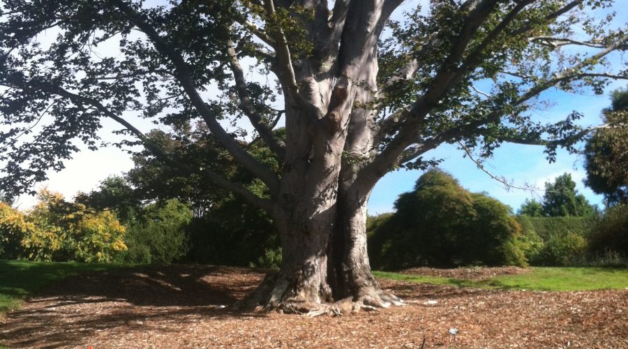 Coach_Transparency_About_the_Coaching_Agreement