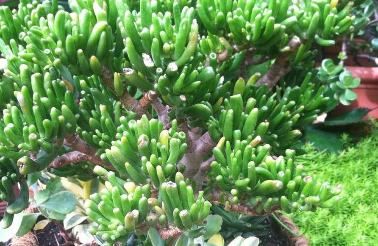 Book Review: Wellness Coaching for Lasting Lifestyle Change by Michael Arloski, PhD, PCC, CWP