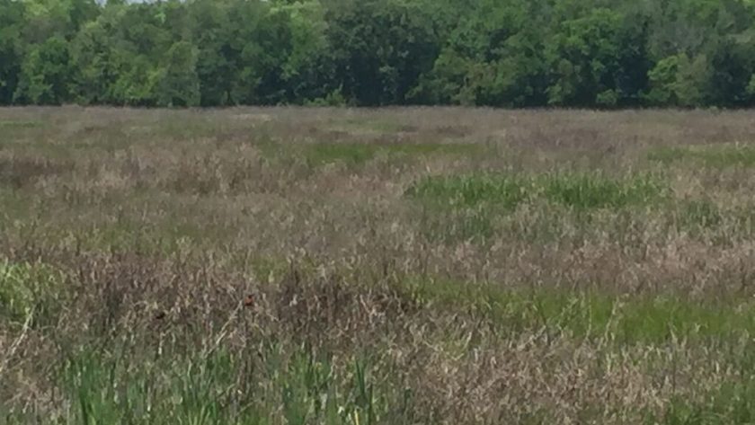 What is Health and Wellness Coaching?