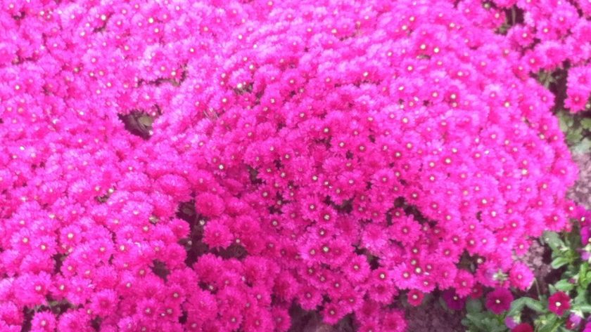 Coaching Journey: Engaging in Coaching